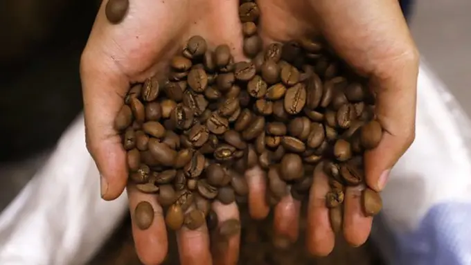 Biji Kopi. (foto: Pinterest/Jawapos).