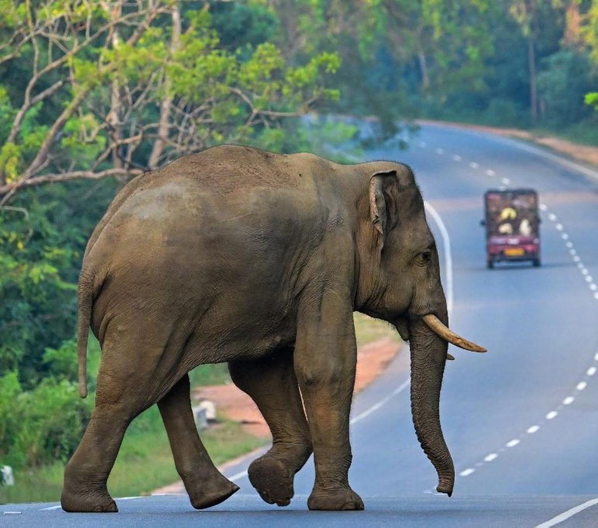 Seekor gajah liar menyeberang sebuah jalan raya di Habarana, Sri Lanka, pada Selasa (20/2/2024). Sri Lanka merupakan negara kepulauan dengan dengan banyak kawasan hutan belantara yang dilindungi secara hukum. Diketahui, terdapat ribuan kawasan lindung yan