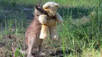 Mengharukan, Kanguru Kesepian yang Berkawan dengan Boneka