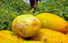 FOTO: Geliat Petani Panen Timun Suri, Buah yang Hanya Ada Saat Ramadan