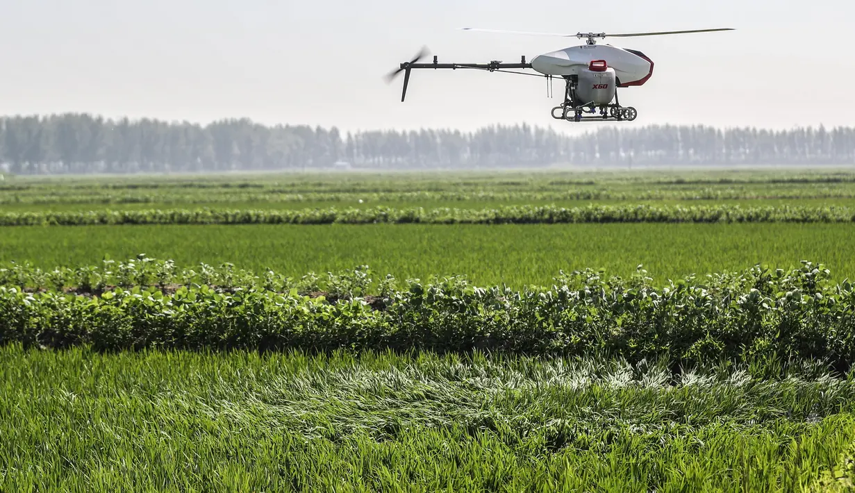 Foto pada 19 Juni 2020 menunjukkan drone yang menyemprotkan pestisida di atas hamparan sawah di Kota Yingkou, Provinsi Liaoning, China timur laut. Sejumlah drone digunakan untuk menyemprotkan pestisida dalam pengelolaan sawah guna meningkatkan efisiensi di Yingkou. (Xinhua/Pan Yulong)