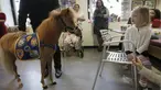 Handler Jorge Garcia - Bengochea memegang kuda poni dari Gentle Carousel Horses Miniatur Therapy saat kunjungan di Rumah Sakit anak Kravis, New York City, (16/3). Kuda ini nantinya akan menghibur para pasien rumah sakit ini. (REUTERS / Mike Segar)