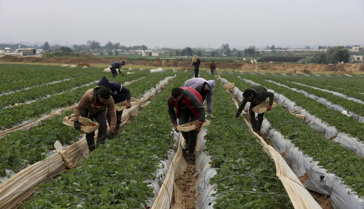 Petani Palestina memetik stroberi di kebun keluarga mereka, di Beit Lahiya, Jalur Gaza utara, Selasa (28/12/2021). Bebagai jenis buah dan sayur bisa tumbuh subur di Gaza, salah satunya stroberi. (AP Photo/Adel Hana)