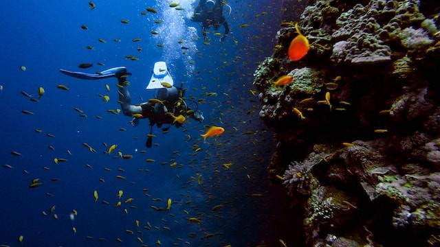 Ilustrasi menyelam, diving