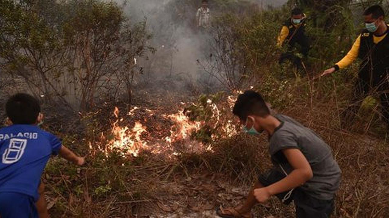 Padamkan kebakaran hutan, Indonesia dinilai perlu tiru Afsel