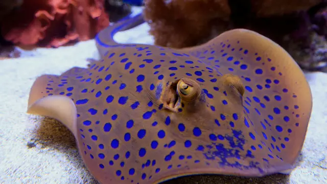 Ilustrasi Pari Polkadot (Polka-dot Stingray)