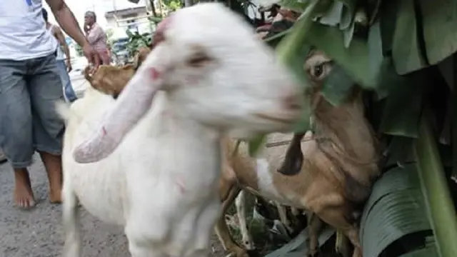Pencuri ternak di Sulsel ternyata pamali curi kambing (Liputan6.com/ Eka Hakim)