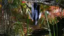 Seorang wanita yang mengenakan masker wajah untuk membantu mengekang penyebaran virus corona tercermin di air sambil berjalan di sepanjang kolam saat pepohonan mulai berubah warna dedaunan jatuh di Nagano, barat laut Tokyo, Jepang (27/10/2020).  (AP Photo/Kiichiro Sato)