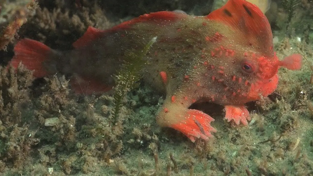 Red Handfish