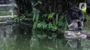 Gorila beraktivitas dalam kandangnya di Taman Margasatwa Ragunan, Jakarta Selatan, Senin (20/4/2020). Satwa-satwa di Taman Margasatwa Ragunan terlihat lebih tenang sejak penutupan lokasi mulai 14 Maret untuk mencegah penyebaran virus corona COVID-19. (Liputan6.com/Faizal Fanani)