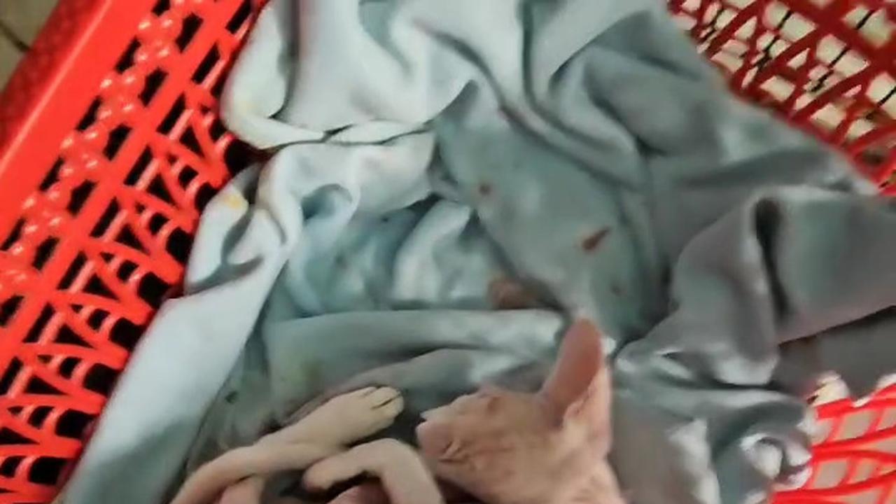 Potret Wulan Guritno dengan Kucing Kesayangan yang Baru Saja Melahirkan
