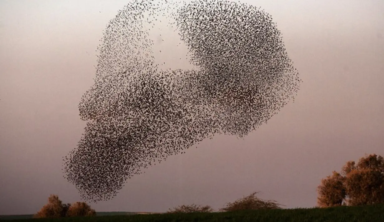 Kejadian migrasi ribuan burung Jalak ini merupakan yang pertama kalinya selama 20 tahun terakhir, Padang Pasir Negev, Israel, Senin (2/2/2015). (AFP Photo/Menahem Kahana)