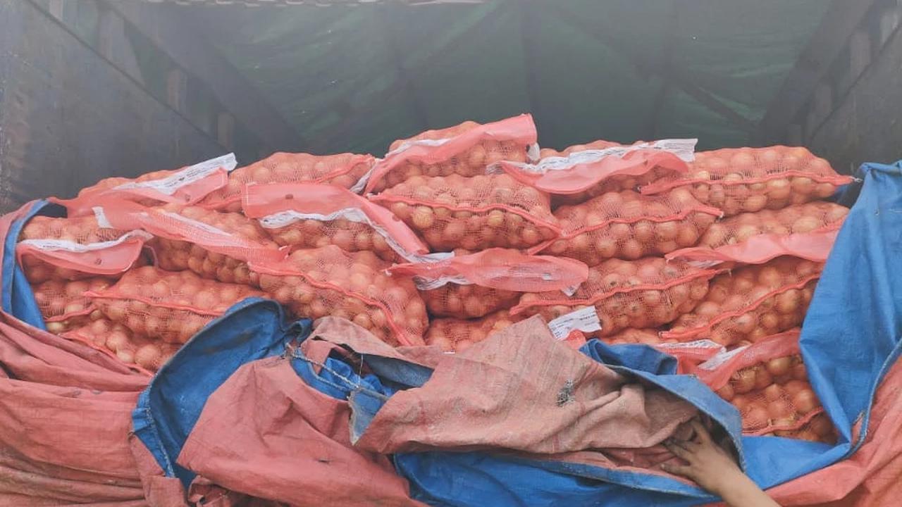 Gagalkan Penyelundupan Bawang Bombai di Tanjung Emas, Diduga Tanpa Sertifikat Kesehatan