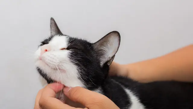 Ini Alasan Kucing Suka Dibelai di Bagian Dagunya, Bikin Auto-Gemas