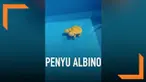 Seekor penyu albino berkepala dua terjual ratusan juta di Thailand. Dihargai mahal karena penyu jenis ini langka.