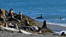 Paus pembunuh atau orca berenang dekat bibir pantai Punta Norte saat berburu singa laut di Argentina, Selasa (17/4). Setiap tahunnya pada bulan Maret dan April, paus orcas berburu singa laut muda yang sedang belajar berenang. (AP/Daniel Feldman)