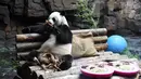 Panda raksasa Erxi menyantap bambu di sebuah ruangan berpendingin udara di Jinan Wildlife World, Jinan, Shandong, China, Minggu (14/6/2020). Jinan Wildlife World menyiapkan ruangan berpendingin udara dan es batu untuk menjaga Erxi tetap merasa sejuk seiring terus meningkatnya suhu. (Xinhua/Wang Kai)