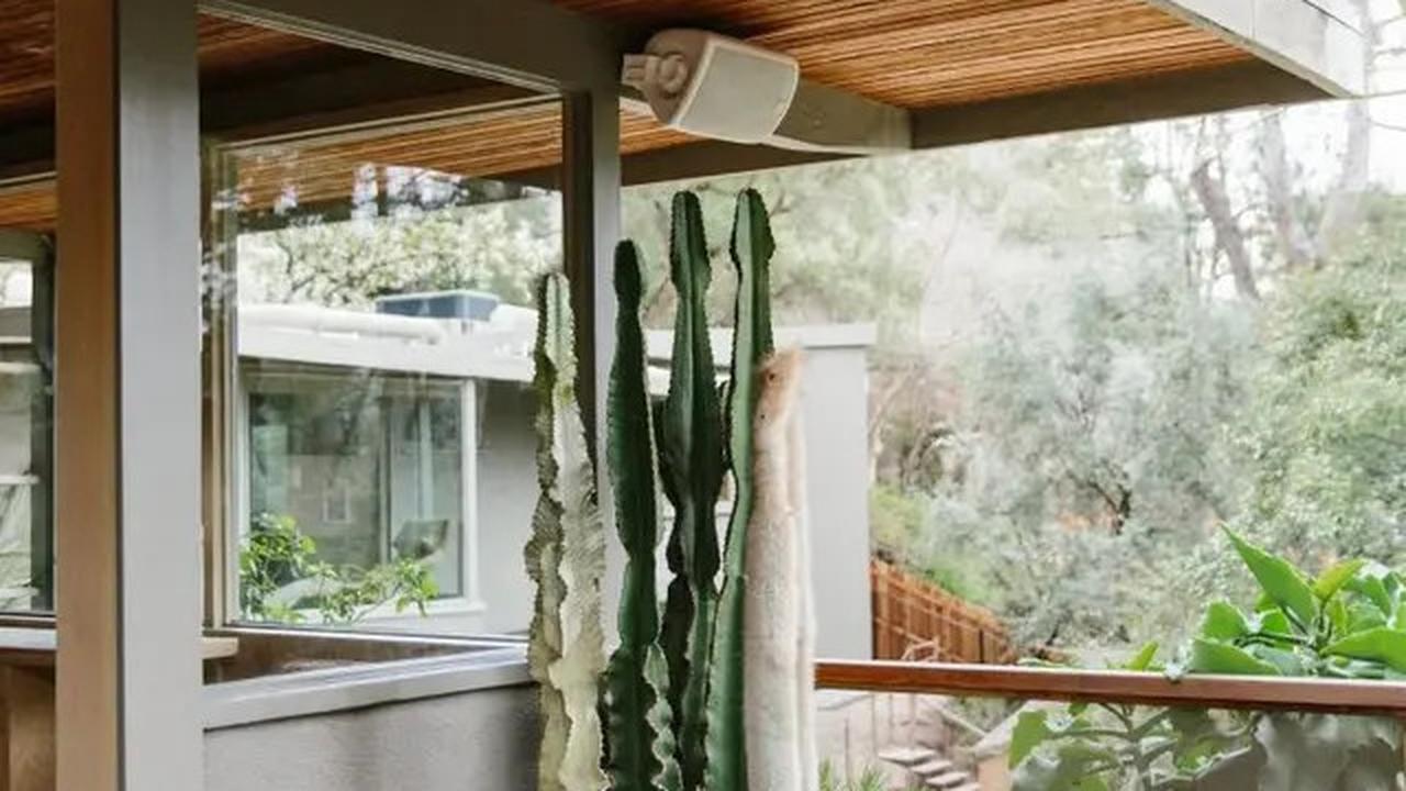 Tak Cuma Teras, Intip Pilihan Tanaman Heat-Tolerant untuk Balkon, Kontainer, hingga Taman Belakang