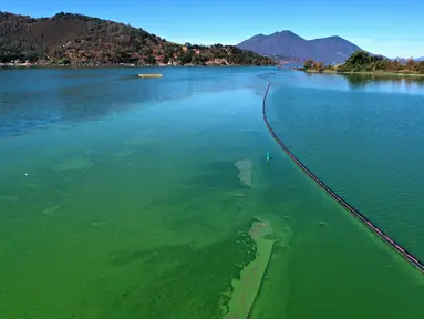 Foto udara menunjukkan mekarnya cyanobacteria atau disebut ganggang biru-hijau di Clear Lake di Redbud Park, California (26/9/2021). Penduduk dan pengunjung Clear Lake, danau air tawar terbesar kedua di California, didesak untuk berhati-hati saat mengunjungi danau. (Justin Sullivan/Getty Images/AFP)