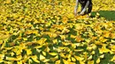 Seorang mahasiswa menaruh kapal kertas kuning yang disusun menjadi bentuk hati pada peringatan bagi korban feri 'Sewol' di Balai Kota Seoul, Rabu (7/5/14). (AFP PHOTO/JUNG YEON-JE)