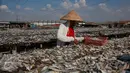 Pekerja menjemur ikan asin di Muara Angke, Penjaringan, Jakarta Utara, Senin (1/8). Musim kemarau dengan curah hujan yang cukup tinggi atau fenomena "La Nina" berimbas pada proses pengeringan ikan. (Liputan6.com/Gempur M Surya)