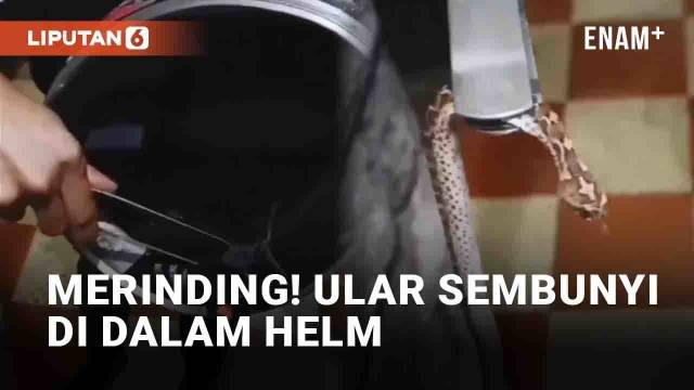 Selalu periksa kondisi semua perlengkapan kendaraan sebelum berangkat. Seperti pria satu ini yang mendapati hal tak terduga di helmnya.