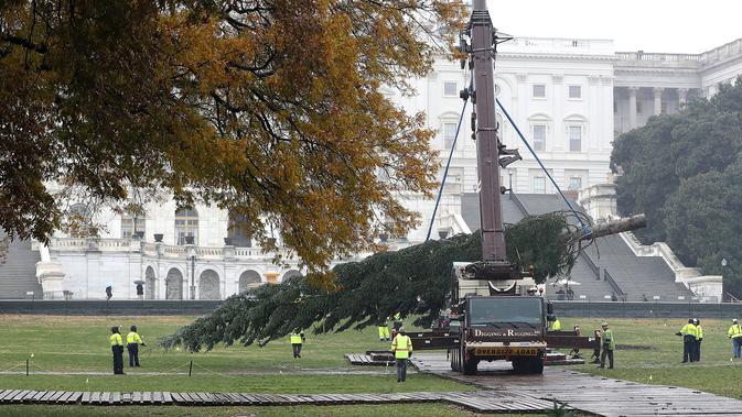 Sebuah alat berat dikerahkan untuk mendirikan pohon Natal raksasa di bagian barat Gedung Capitol AS di Washington, Senin (26/11). Pohon Natal setinggi 24 meter itu diambil dari Hutan Nasional Willamette di Oregon. (Mark Wilson/Getty Images/AFP)