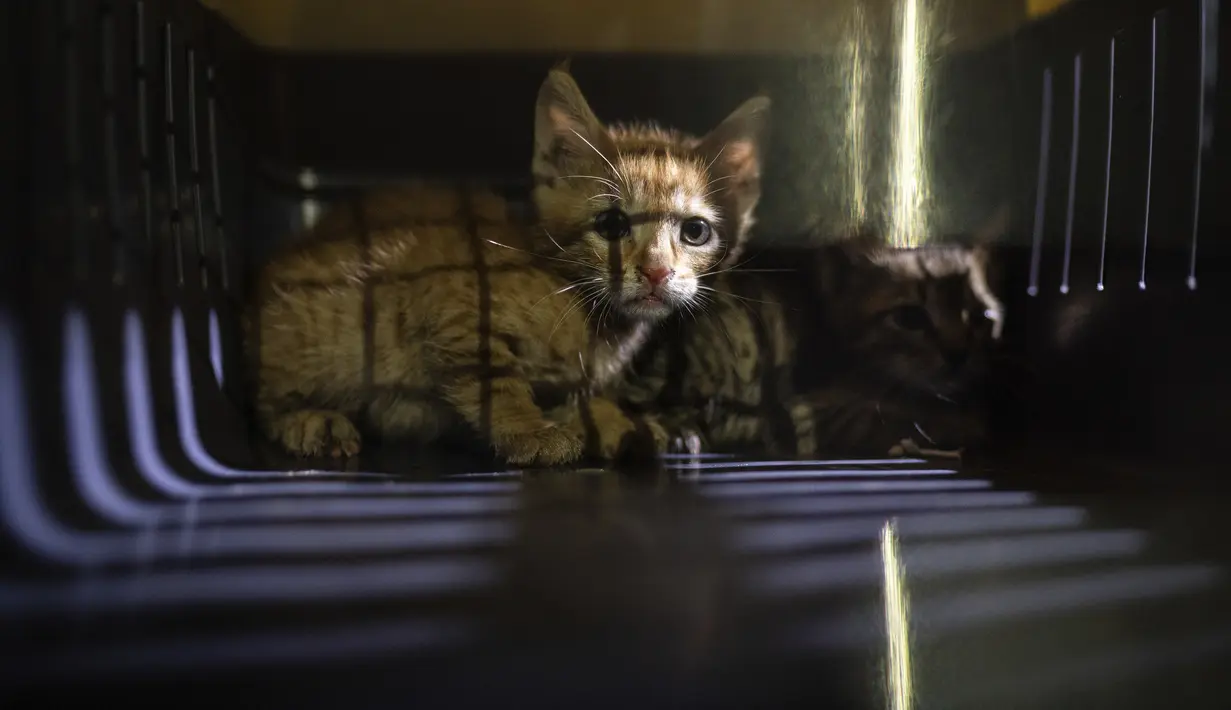 Dua anak kucing berhasil diselamatkan oleh relawan Animals Lebanon dari puing bangunan dekat lokasi ledakan besar di Beirut, Lebanon, Kamis (13/8/2020). Relawan mengaku senang mempertemukan kembali hewan peliharaan dengan pemiliknya. (AP Photo/Felipe Dana)