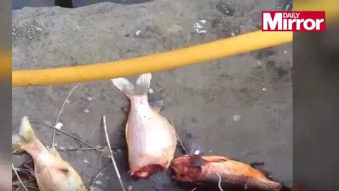 Pasang CCTV Buat Ketahui Pencuri Ikan, Kakek Ini Kaget Melihatnya