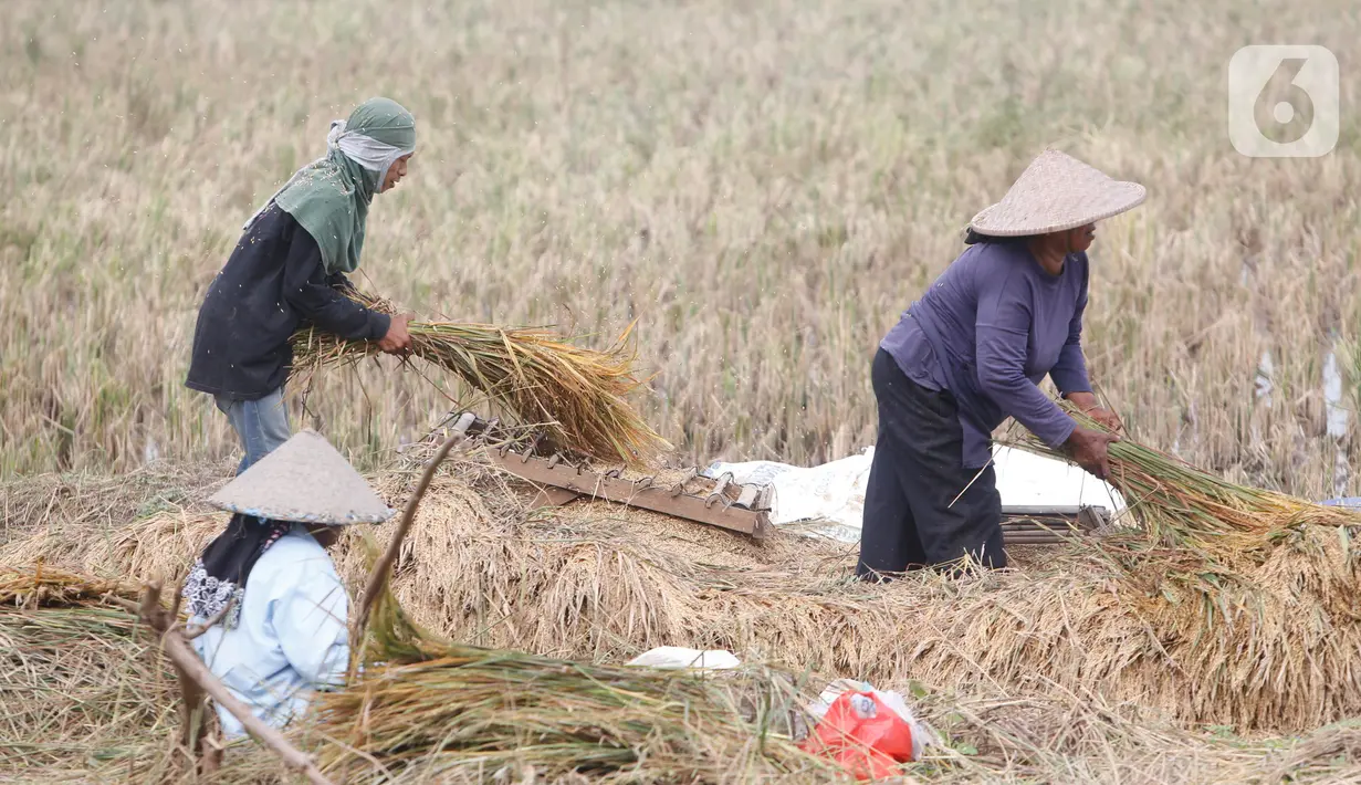 Petani tengah memanen padi di Kabupaten Tangerang, Banten, Jumat (16/7/2021). Badan Pusat Statistik (BPS) mencatat nilai ekspor sektor pertanian pada bulan Juni 2021 mengalami kenaikan, yakni sebesar 33,04 persen (M-to-M) atau sebesar 15,19 persen secara (Y-on-Y). (Liputan6.com/Angga Yuniar)