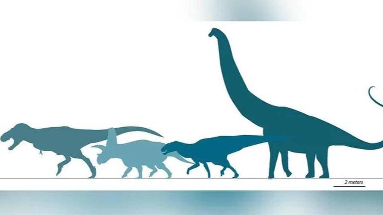 "Penelitian ini mewujudkan misi museum ini melalui penyelidikan berbasis sains terhadap sejarah kehidupan di planet kita," jelas Direktur Eksekutif NMMNHS, Dr Anthony Fiorillo, dikutip dari Fox News, Senin (15/1).