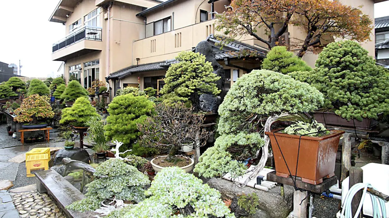 Meski Mini, 10 Bonsai Ini Bikin Rumahmu Indah Kayak Taman Surgawi