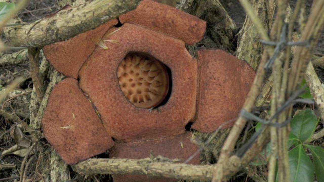 Melihat Rafflesia Patma yang langka tumbuh mekar di Kebun Raya Bogor