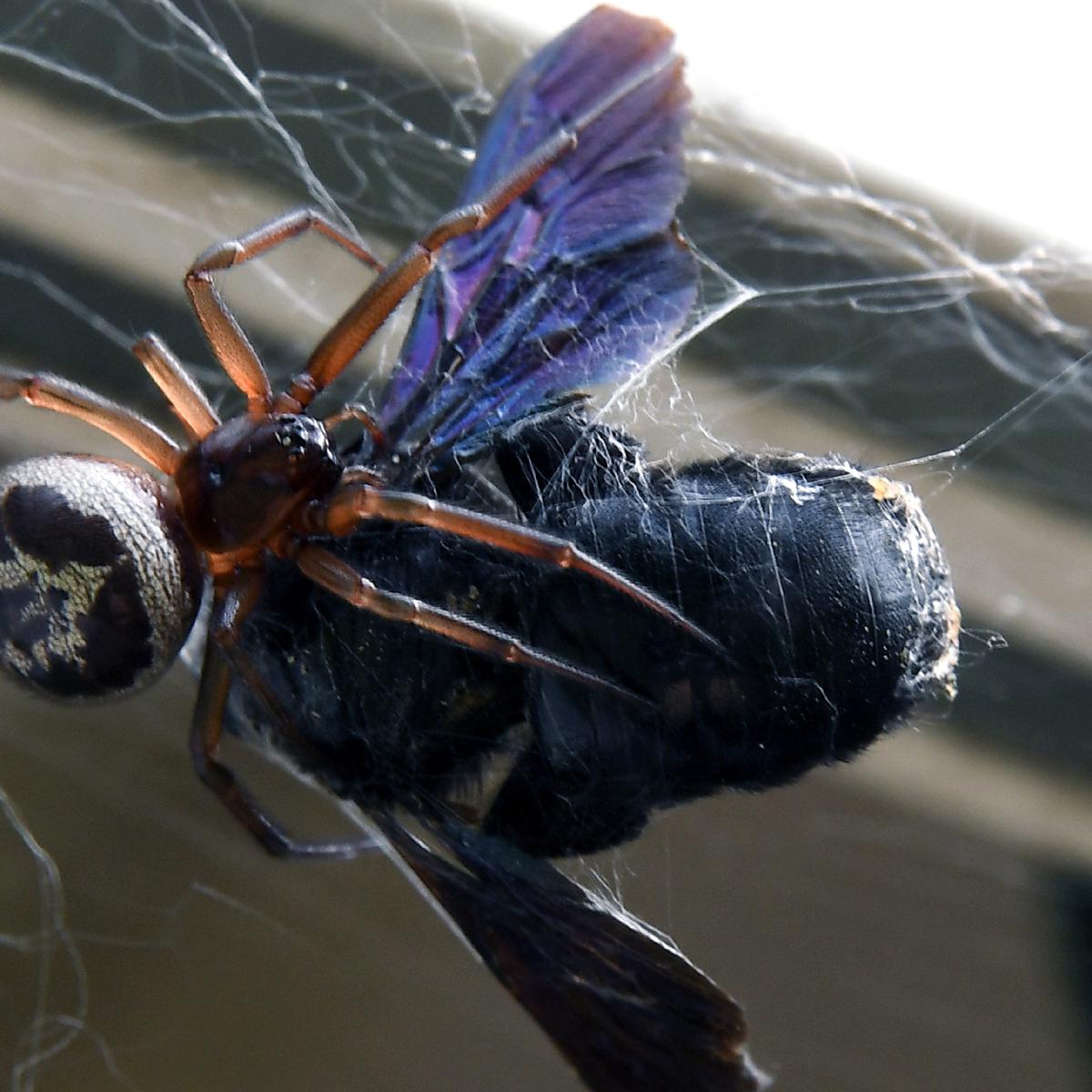 Tuliskan tiga hewan vertebrata yang memiliki alat gerak yang sama seperti a kupu-kupu b laba-laba