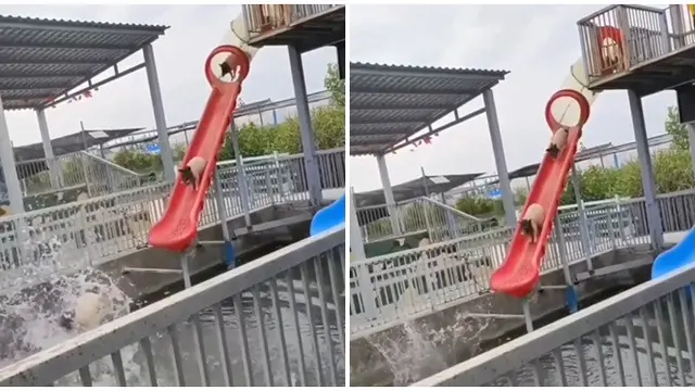 6 Potret Hewan Main Perosotan Ini Kocak, Tampak Gembira Bak Manusia