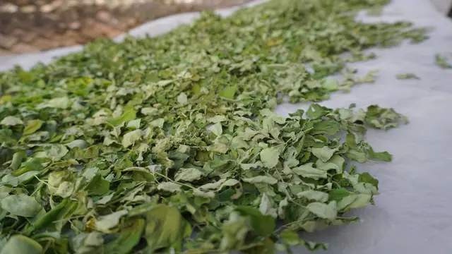 Kelor yang akan diolah di Kelorida, dikeringkan di tempat yang teduh.