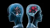 Ilustrasi otak pria dan otak wanita. Foto: thinkmarketingmagazine