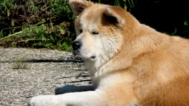 Akita Inu. (Sumber Wikimedia Commons)