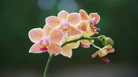 10 Valentine's Day Flowers to Gift Instead of Roses
