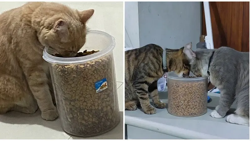 6 Potret Aksi Kucing Makan Langsung dari Toples, Ada Saja Tingkah Lucunya