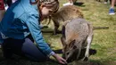 Sejumlah orang mengunjungi Taman Margasatwa Symbio di tengah pandemi COVID-19, Sydney, Australia, 5 September 2020. Beberapa kebun binatang dan taman margasatwa di Sydney sudah kembali dibuka untuk umum. (Xinhua/Zhu Hongye)