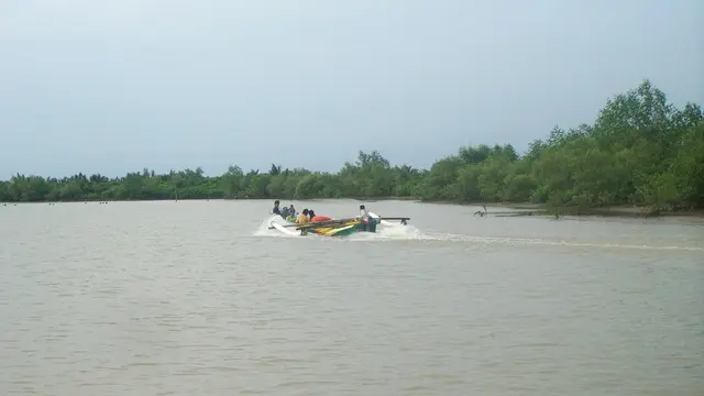 Laguna Segara Anakan, Cilacap, Jawa tengah, merupakan habitat buaya. (Foto: Liputan6.com/Muhamad Ridlo)