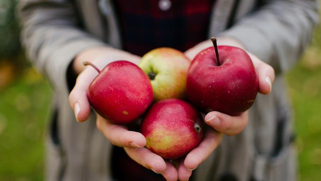 Ditanam banyak daerah di apel buah Gudang ilmu: