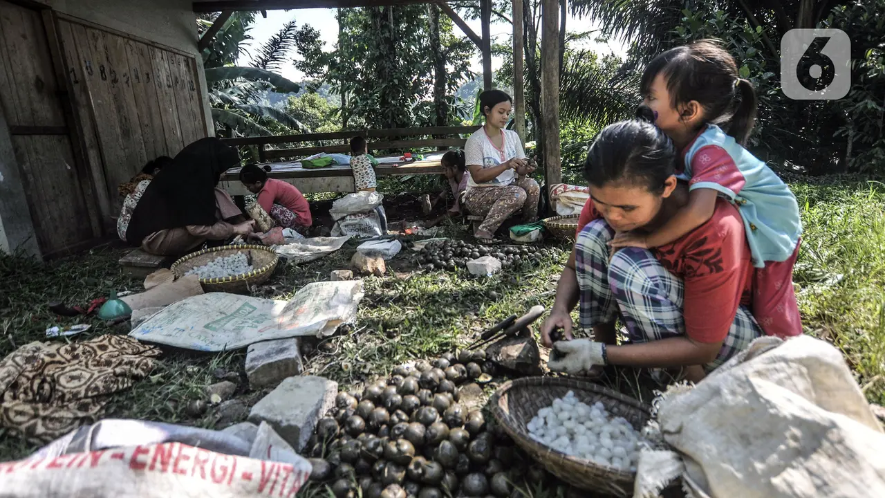 FOTO: Geliat Petani Kolang-Kaling di Kaki Gunung Salak