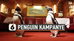 PENGUIN KAMPANYE