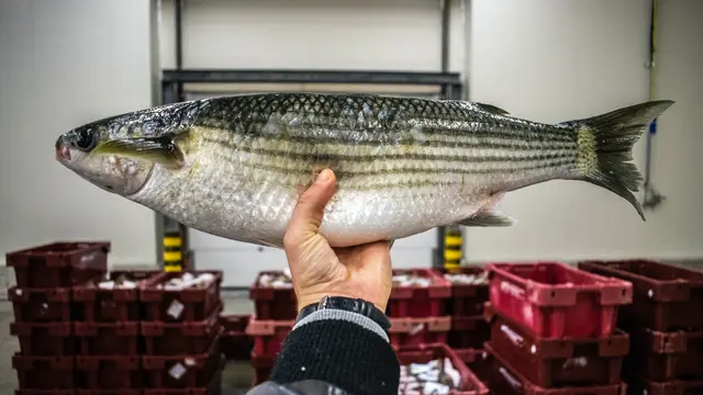 Ilustrasi ikan segar