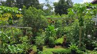 6 Model Kebun Sayur di Pekarangan Rumah yang Praktis dan Produktif