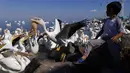 Seorang turis memberi makan kawanan pelicanos borregones atau pelikan putih di Danau Chapala, Petatan, Meksiko, 5 Februari 2022. Kawanan pelikan putih datang ke Meksiko setiap tahun untuk menghindari dinginnya cuaca di utara. (AP Photo/Armando Solis)