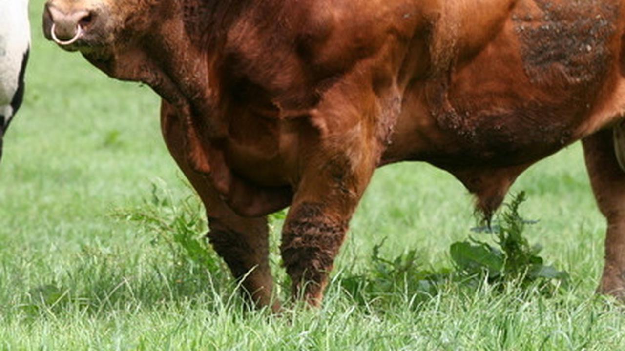 Sapi Limosin