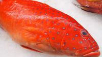 Ikan kerapu. Foto: friedchillies